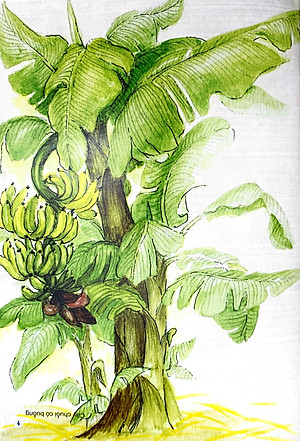 Sách Câu Đố Dân Gian Bằng Tranh - Cây Cối (Tái Bản 2019)