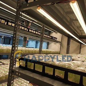 Đèn LED Trồng Cây, Đèn Quang Hợp Trồng Rau, Hoa và Cây Cảnh Trong Nhà, Đảm Bảo - Hàng chính hãng