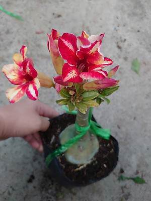 Cây Hoa Sứ Thái Ghép (giao màu ngẫu nhiên)