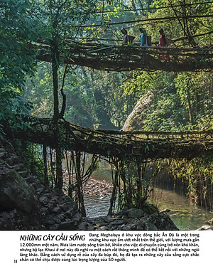 Bách Khoa Thư Về Thế Giới Thực Vật - Cây, Lá, Hoa Và Hạt