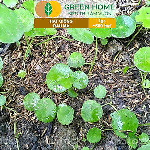 Hạt Giống Rau Má Greenhome, Gói 1g, Dễ Trồng Quanh Năm, Nảy Mầm Cao, Thu Hoạch Nhanh, Năng Suất Cao R12