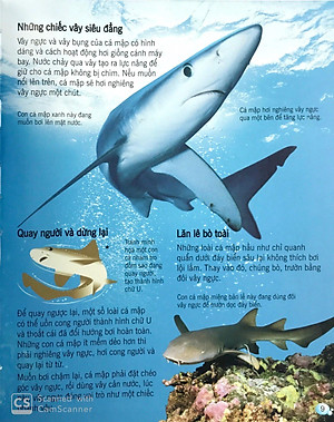 Sách Bách Khoa Tri Thức Về Khám Phá Thế Giới Cho Trẻ Em - Cá Mập (Tái Bản 2018)