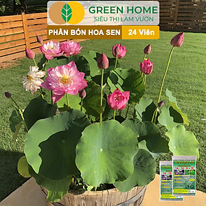 Phân Bón Hoa Sen Greenhome, Vỉ 24 Viên, Cây Thuỷ Sinh, Ngập Nước, Cho Hoa To, Hoa Đậm Màu, Lâu Tàn, Tốt Lá