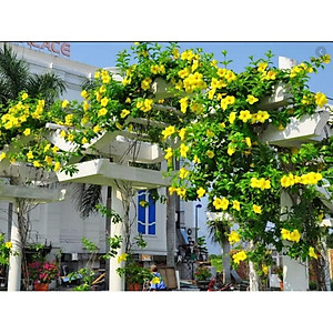 Cây Huỳnh Đệ (thân leo) - cây cảnh vườn + Tặng phân bón cho cây mau lớn