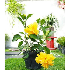 Cây Hoa Dâm Bụt Vàng - cây cảnh vườn + Tặng phân bón cho cây mau lớn
