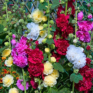 Hạt giống hoa Mãn Đình Hồng Kép Mix - nhiều màu VTS95