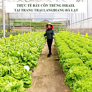 KEO DÍNH BẪY RUỒI MÀU VÀNG CỦA ISRAEL (CUỘN 20 MÉT TRẢI NGHIỆM) VÀ BẪY CÁC LOẠI CÔN TRÙNG KHÁC TRONG NÔNG NGHIỆP NHƯ BỌ PHẤN TRẮNG, BỌ TRĨ, BƯỚM, ỐC SÊN ...