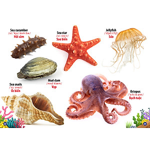 Từ Điển -Thư Viện Hình Ảnh Song Ngữ Đầu Tiên Của Bé - Động Vật Dưới Nước
