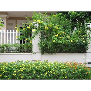 Cây Huỳnh Đệ (thân leo) - cây cảnh vườn + Tặng phân bón cho cây mau lớn