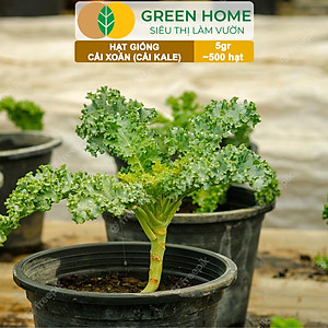 Hạt Giống Cải Xoăn Kale Greenhome, Gói 5g, Dễ Trồng Quanh Năm, Nảy Mầm Cao, Thu Hoạch Nhanh, Năng Suất Cao R16