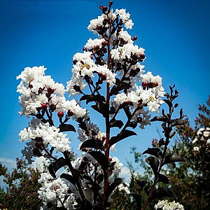 Cây tường vy hoa trắng - cây cảnh đẹp + tặng phân bón cho cây