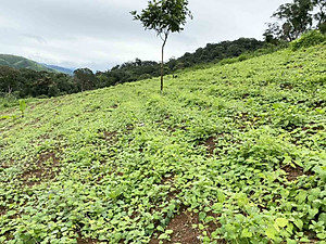 Trà Sâm Lạc Tiên DATO, trà lạc tiên, trà túi lọc, an thần, giúp ngủ ngon mỗi ngày, tăng cường sức khỏe