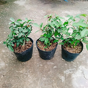 Cây sung ta - cây cảnh trong nhà + tặng phân bón cho cây mau lớn