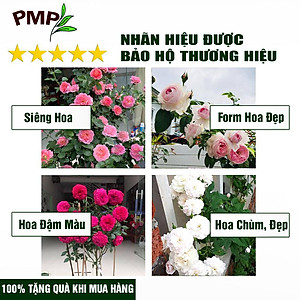 Phân Hữu Cơ PMP Dạng Viên Nén Tan Châm Từ Nhật Bản, Chuyên Dụng Cho Hoa Hồng, Rau Sạch, Cây Cảnh 1Kg