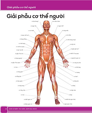 Giãn Cơ Bắp Thư Giãn Giảm Đau Nhức