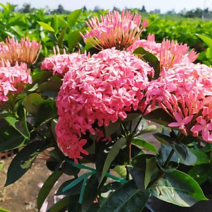 Cây Hoa Mẫu Đơn Mỹ Hồng - cây cảnh vườn + tặng phân bón cho cây