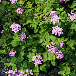 Cây Hoa Trâm Ổi Tím - Cây cảnh vườn + Tặng phân bón cho cây mau lớn