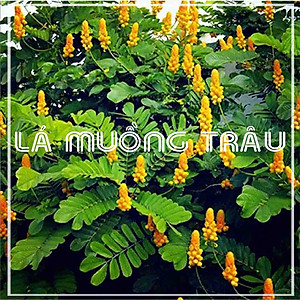 Lá Muồng Trâu khô đóng gói 1kg