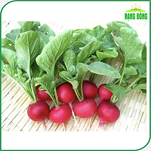 Hạt giống Củ Cải Đỏ Baby Dễ Trồng, Sinh Trưởng Khỏe - Hạt Giống Rạng Đông