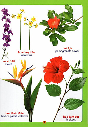 Sách Từ Điển Bằng Hình - Hoa, Quả, Rau, Củ