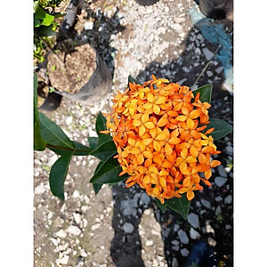 Mẫu Đơn Mỹ Cam - Cây Bông Trang Cam + Tặng phân bón