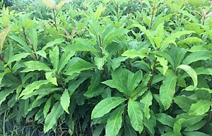 Cây lộc vừng hoa đỏ, cây cao 40-50cm