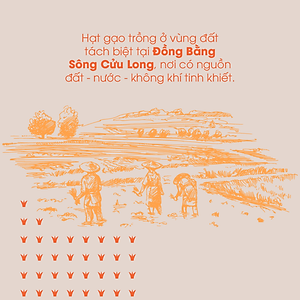 Gạo Nhật hữu cơ cao cấp/ECOBA Sakura 1kg - Nấu cháo cho bé ăn dặm - Hạt tròn, cơm mềm dẻo ngọt - 100% Organic