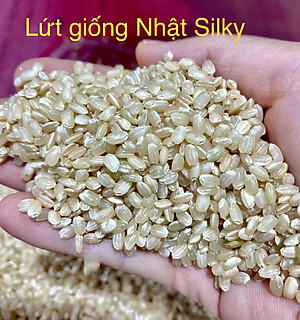 GẠO LỨT MỀM GIỐNG NHẬT MANPUKU MARU - LỨT SILKY - KOME ICHIZOKU