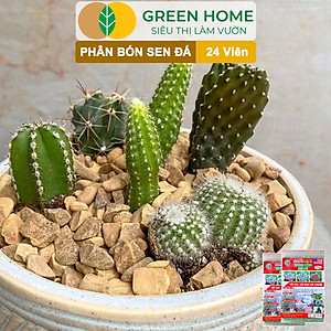 Phân Bón Sen Đá Greenhome, Gói 24 Viên, Kích Rễ, Lên Màu Chuẩn, Dùng Cho Cây Mọng Nước, Xương Rồng