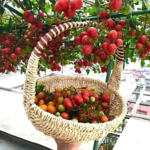 Combo 2sp đạm cá, đậu tương {  +  } Phân bón cung cấp dinh dưỡng tự nhiên cho hoa hồng, cây cảnh...