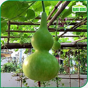 Hạt giống Bầu Hồ Lô - Hạt giống Rạng Đông