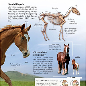 Sách Bách khoa thư cho cả nhà - Thế giới chim muông bằng tranh