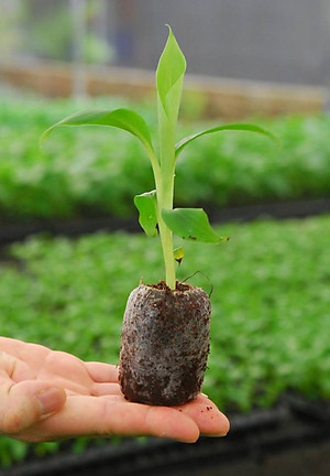 Bộ 1 gói hạt giống Chuối mini