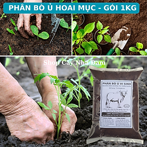 Phân Bò Đã Qua Xử Lý ủ Trichoderma, Chuyên Rau Sạch, Cây Cảnh, Cây Ăn Trái, Hoa (Gói 1Kg)