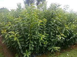 Cây, Lá vối tươi