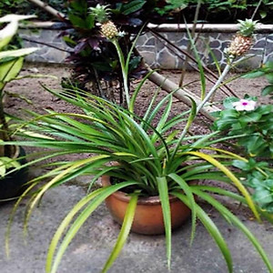 Cây dứa kiểng - cây thơm baby + tặng phân bón