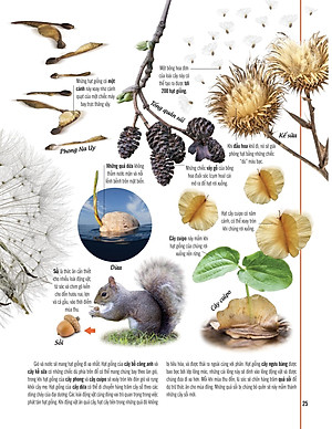 Bách Khoa Thư Về Thế Giới Thực Vật - Cây, Lá, Hoa Và Hạt