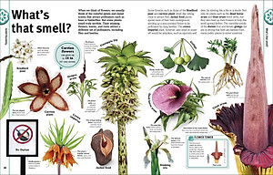 Trees, Leaves, Flowers And Seeds: A Visual Encyclopedia Of The Plant Kingdom