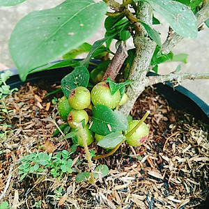 Cây sung ta - cây cảnh trong nhà + tặng phân bón cho cây mau lớn