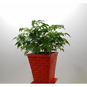 Cây Hạnh Phúc ( Mini ) - Cây cảnh mini để bàn