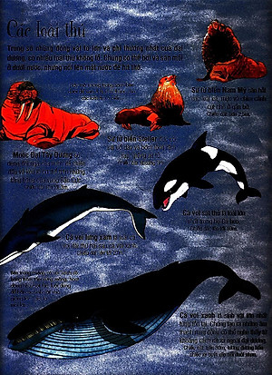 Sách Tương Tác - Big Book - Cuốn Sách Khổng Lồ Về Các Loài Động Vật Biển (Tái Bản 2018)