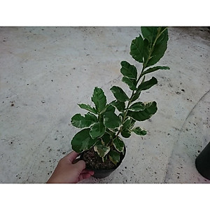 Cây Chanh Cẩm Thạch (Không hạt) - cây ăn quả + tặng phân bón cho cây