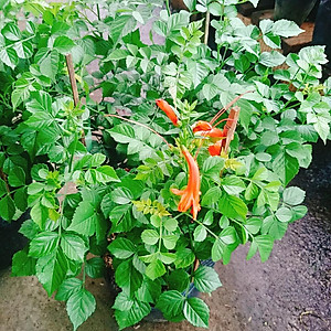 Cây rạng đông ( chùm ớt ) - cây cảnh đẹp + tặng phân bón cho cây