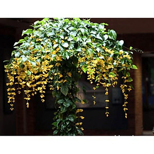 Lan Hoàng Dương Chuỗi ngọc hoa vàng - Cây cảnh sân vườn + Tặng phân bón cho cây