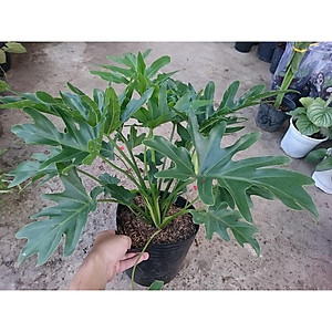 Cây trầu bà cánh phượng - cây cảnh để trong nhà + tặng phân bón cho cây