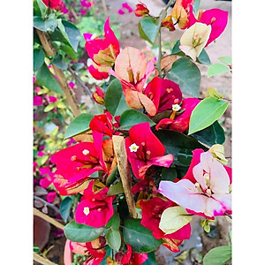 Cây hoa giấy đổi màu Ấn Độ - cây cảnh để bàn + tặng phân bón cho cây