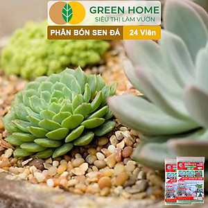 Phân Bón Sen Đá Greenhome, Gói 24 Viên, Kích Rễ, Lên Màu Chuẩn, Dùng Cho Cây Mọng Nước, Xương Rồng