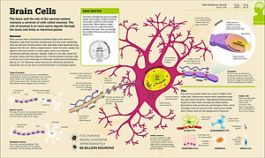 How The Brain Works: The Facts Visually Explained (How Things Work)