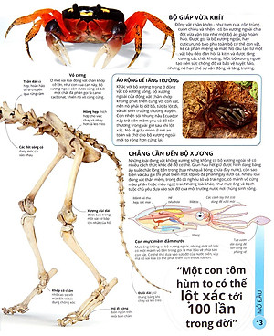 Sách Các Siêu Sao Trong Giới Động Vật