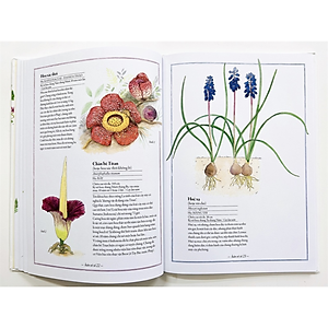 Sách Bách Khoa Thư Cho Cả Nhà - Thế Giới Các Loài Hoa Bằng Tranh